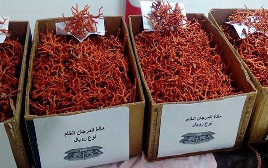 المرجان الخام 